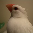 つな